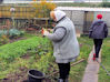  Carrot harvest.jpg 